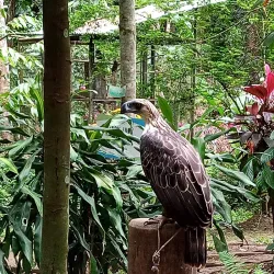 Philippine Eagle Center - Davao