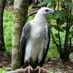 Philippine Eagle Center - Davao