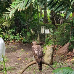 Philippine Eagle Center - Davao