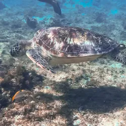 Apo Island Marine Sanctuary - Dumaguete