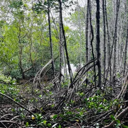 Apo Island Marine Sanctuary - Dumaguete