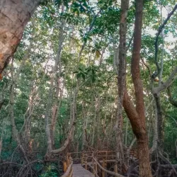 Sibulan Mangrove Eco-Park - Dumaguete