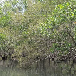 Sibulan Mangrove Eco-Park - Dumaguete