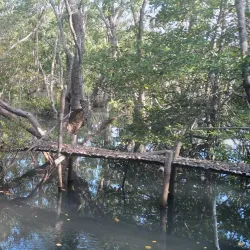 Sibulan Mangrove Eco-Park - Dumaguete