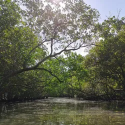 Sibulan Mangrove Eco-Park - Dumaguete