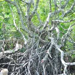 Sibulan Mangrove Eco-Park - Dumaguete