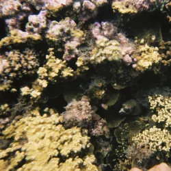 Cadlao Island - El Nido