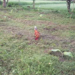 Sarangani Bay - General Santos