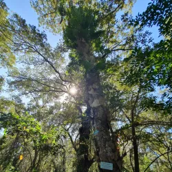 Ibajay Mangrove Forest - Ibajay