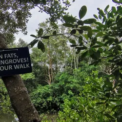 Ibajay Mangrove Forest - Ibajay