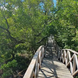 Ibajay Mangrove Forest - Ibajay