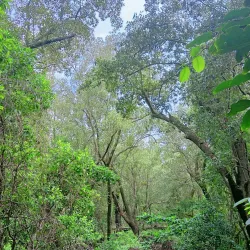 Ibajay Mangrove Forest - Ibajay