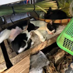 Imus Public Market - Imus