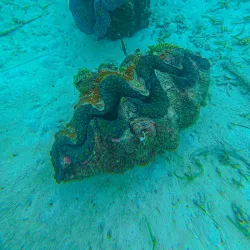 Giant Clam Sanctuary - Island Garden City of Samal