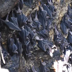 Monfort Bat Sanctuary - Island Garden City of Samal