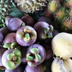 Samal Island Orchid Farm - Island Garden City of Samal