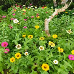 Samal Island Orchid Farm - Island Garden City of Samal