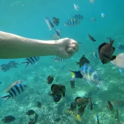 Hilutungan Island Marine Sanctuary - Lapu-Lapu