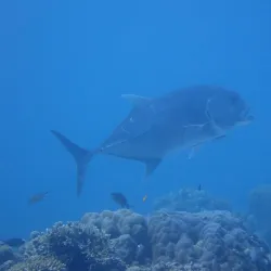 Hilutungan Island Marine Sanctuary - Lapu-Lapu