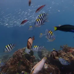 Mactan Island Aquarium - Lapu-Lapu