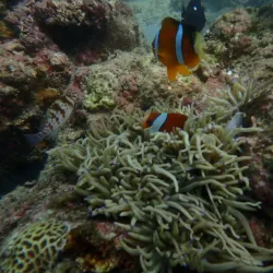 Mactan Island Aquarium - Lapu-Lapu