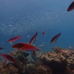 Mactan Island Aquarium - Lapu-Lapu