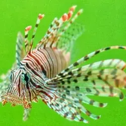 Mactan Island Aquarium - Lapu-Lapu