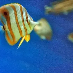 Mactan Island Aquarium - Lapu-Lapu