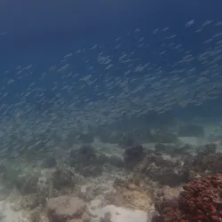 Mactan Island Aquarium - Lapu-Lapu