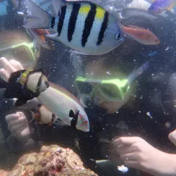 Mactan Island Aquarium - Lapu-Lapu