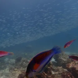 Mactan Island Aquarium - Lapu-Lapu