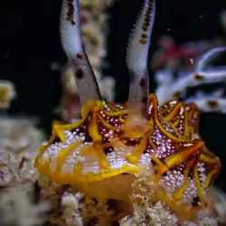 Mactan Island Dive Sites - Lapu-Lapu