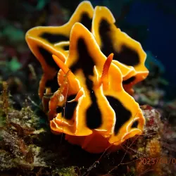 Mactan Island Dive Sites - Lapu-Lapu