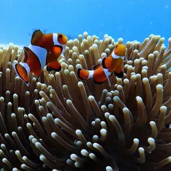 Mactan Island Dive Sites - Lapu-Lapu