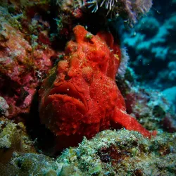 Mactan Island Dive Sites - Lapu-Lapu