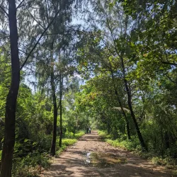 Las Piñas-Parañaque Critical Habitat and Ecotourism Area (LPPCHEA) - Las Pinas