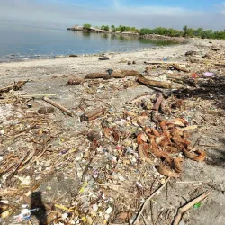 Las Piñas-Parañaque Critical Habitat and Ecotourism Area (LPPCHEA) - Las Pinas