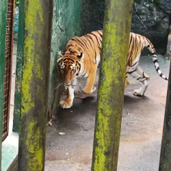 Albay Park and Wildlife - Legazpi