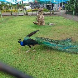 Albay Park and Wildlife - Legazpi