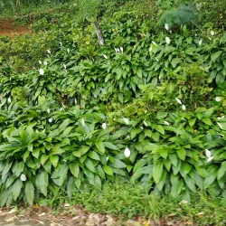Lake Danao - Maasin City
