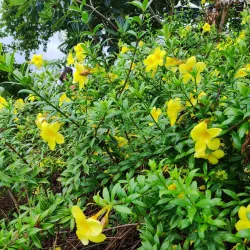 Biliran Eco-Park - Naval