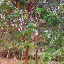 Biliran Island Beaches - Naval