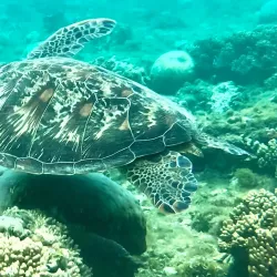 Apo Island Marine Sanctuary - Negros