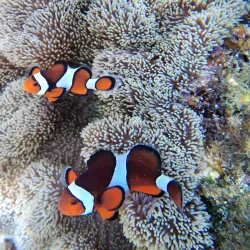Apo Island Marine Sanctuary - Negros