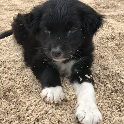 Apo Island Marine Sanctuary - Negros