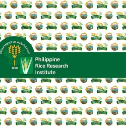 Science City of Muñoz - Philippine Rice Research Institute (PhilRice) - Nueva Ecija