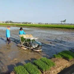 Science City of Muñoz - Philippine Rice Research Institute (PhilRice) - Nueva Ecija