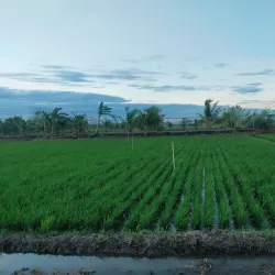 Science City of Muñoz - Philippine Rice Research Institute (PhilRice) - Nueva Ecija