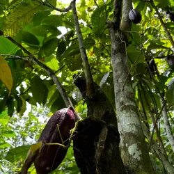 Tongonan Falls - Ormoc