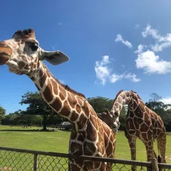 Calauit Safari Park - Palawan